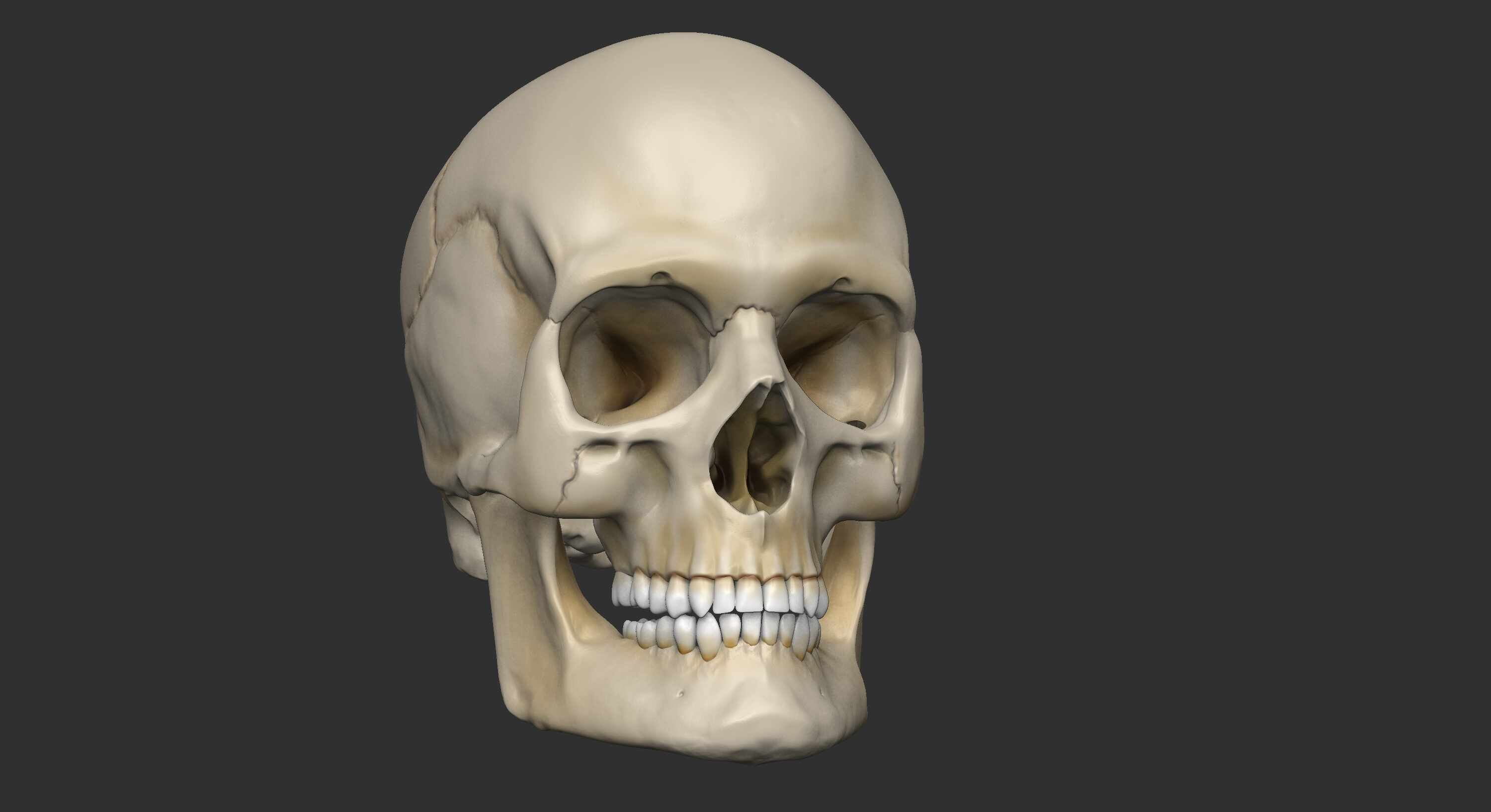 Craneo render_bruto_best