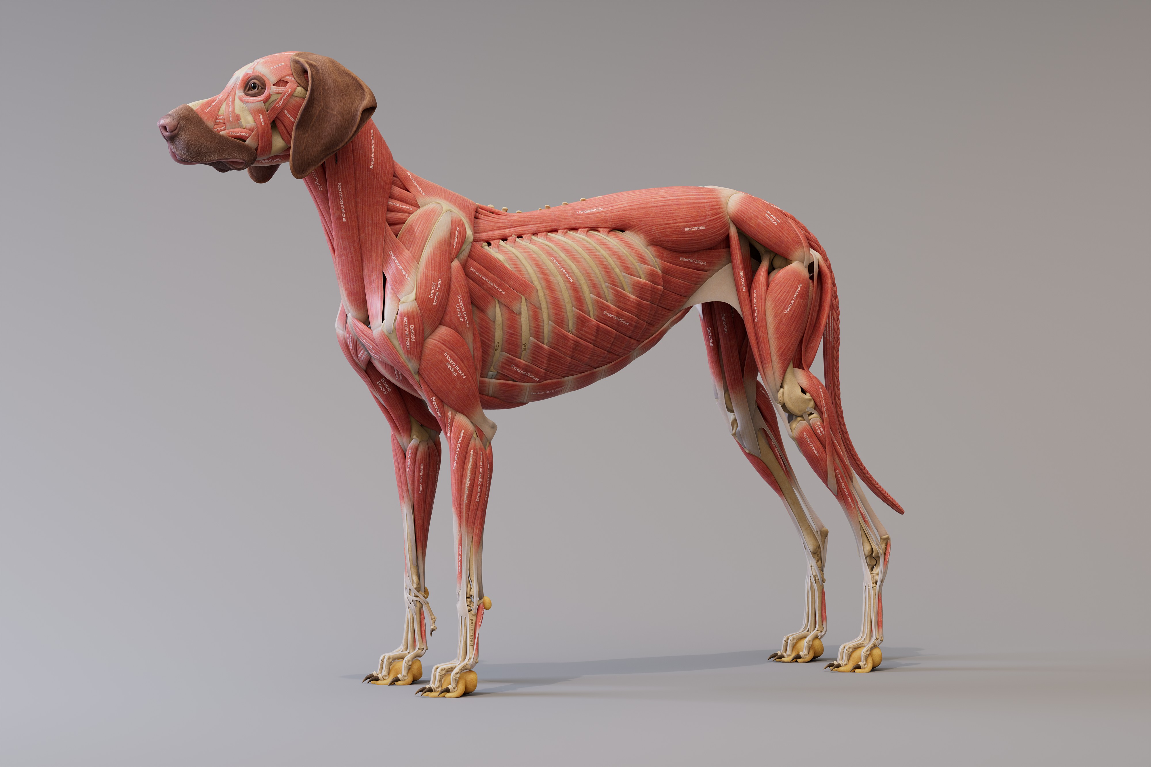 canine_ecorche_side_deep_4k