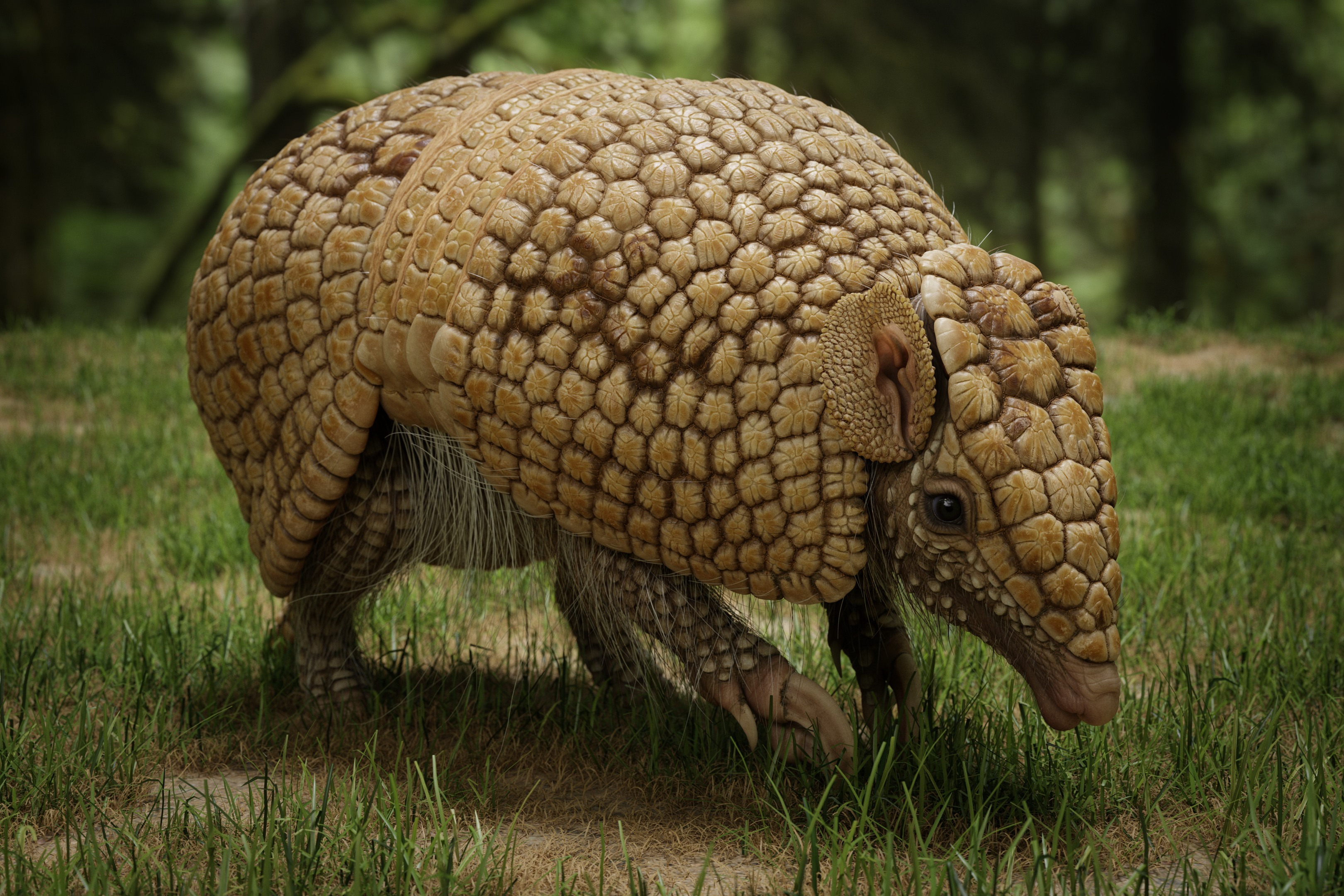 armadillo_motiv_02_0004