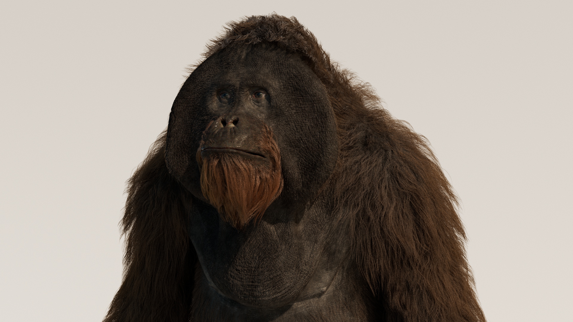 USANDIZAGA_Martin_AnimalDetail02