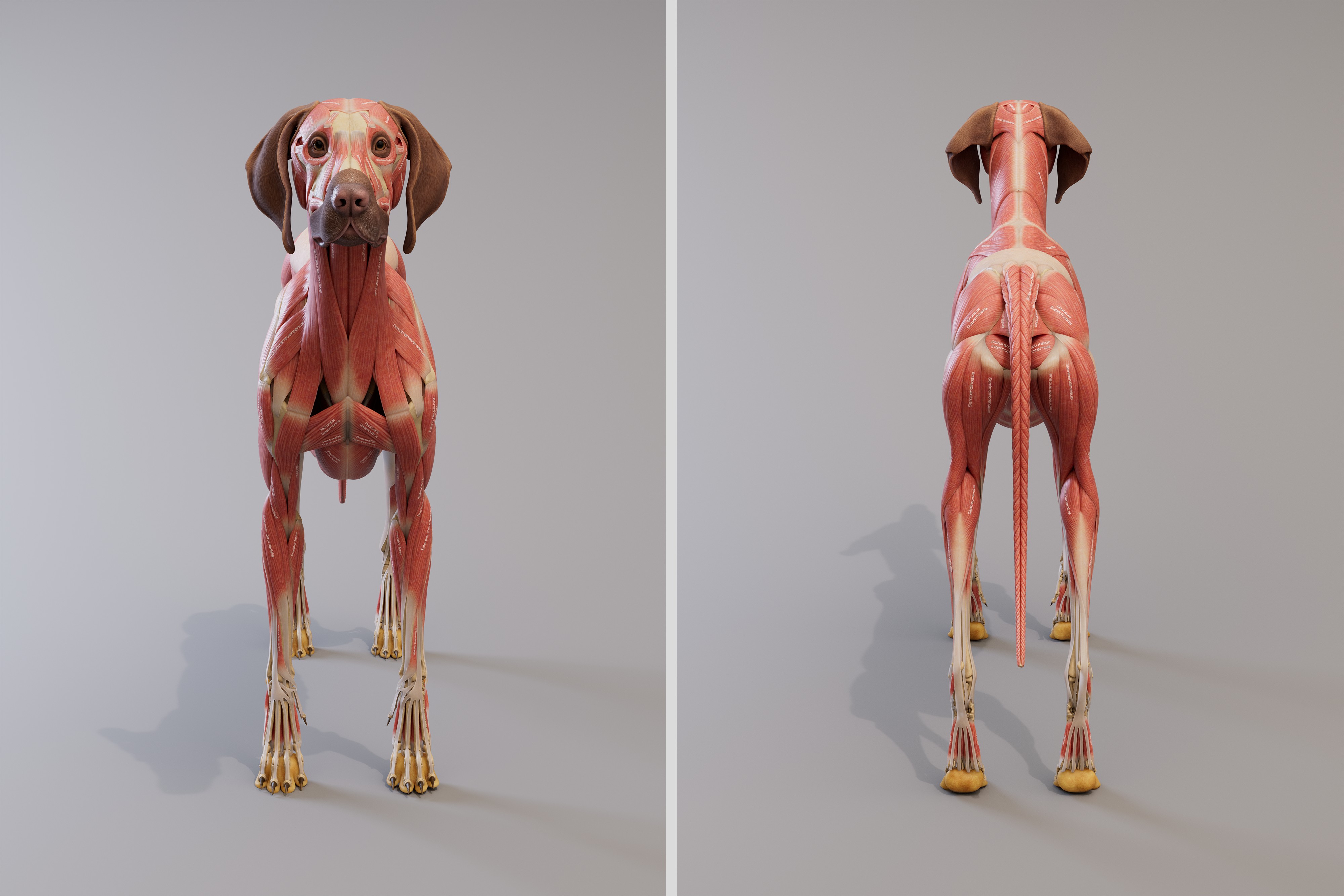 canine_ecorche_front_back_4k