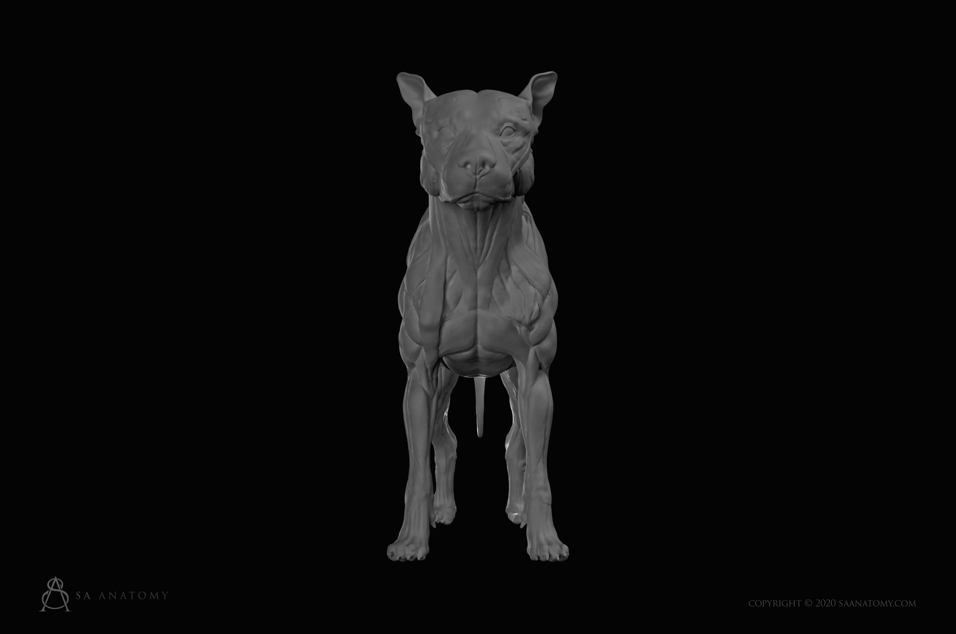 SA Anatomy preview images dog 1
