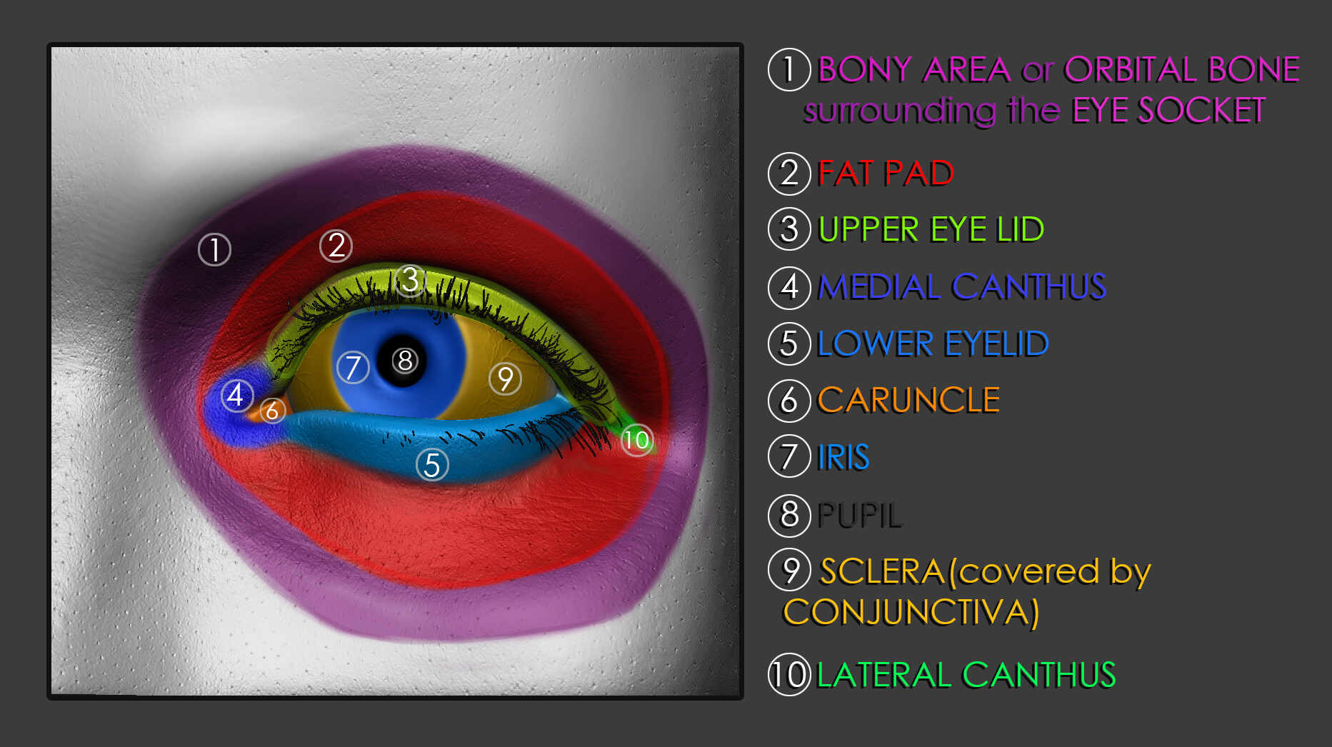 eye anatomy