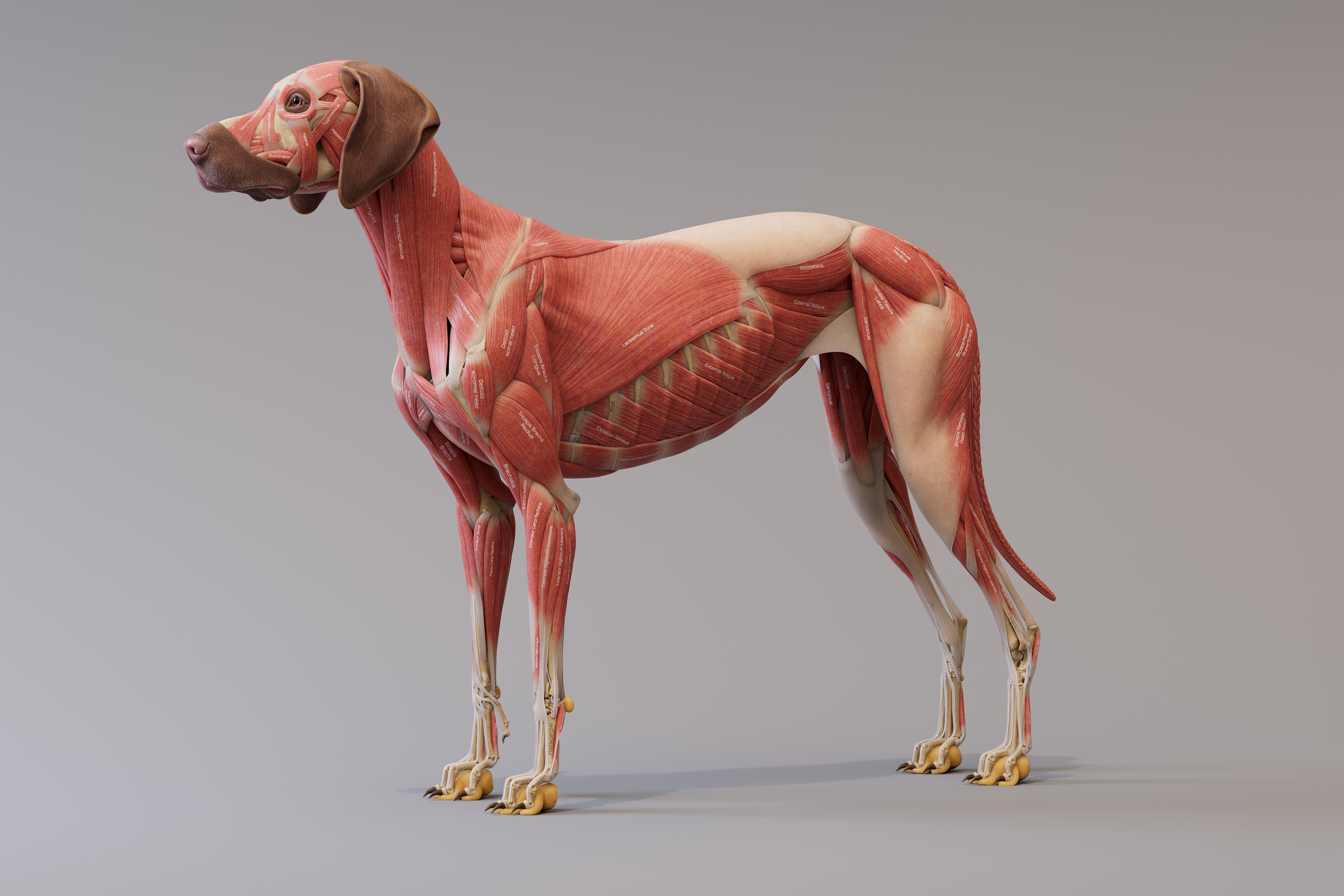 canine_ecorche_side_4k