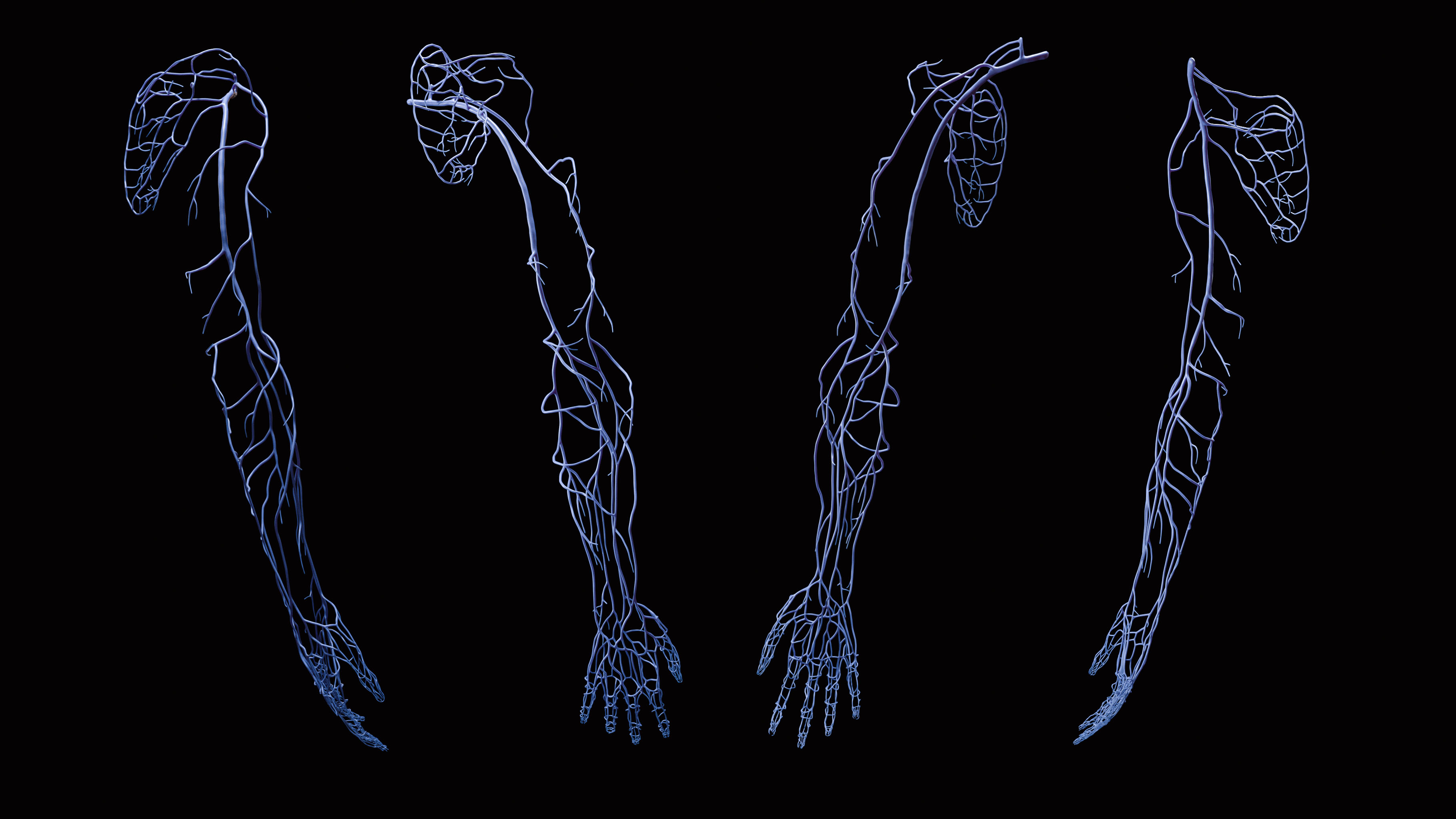 UpperLimb_FullArm_2020-07-15_Veins