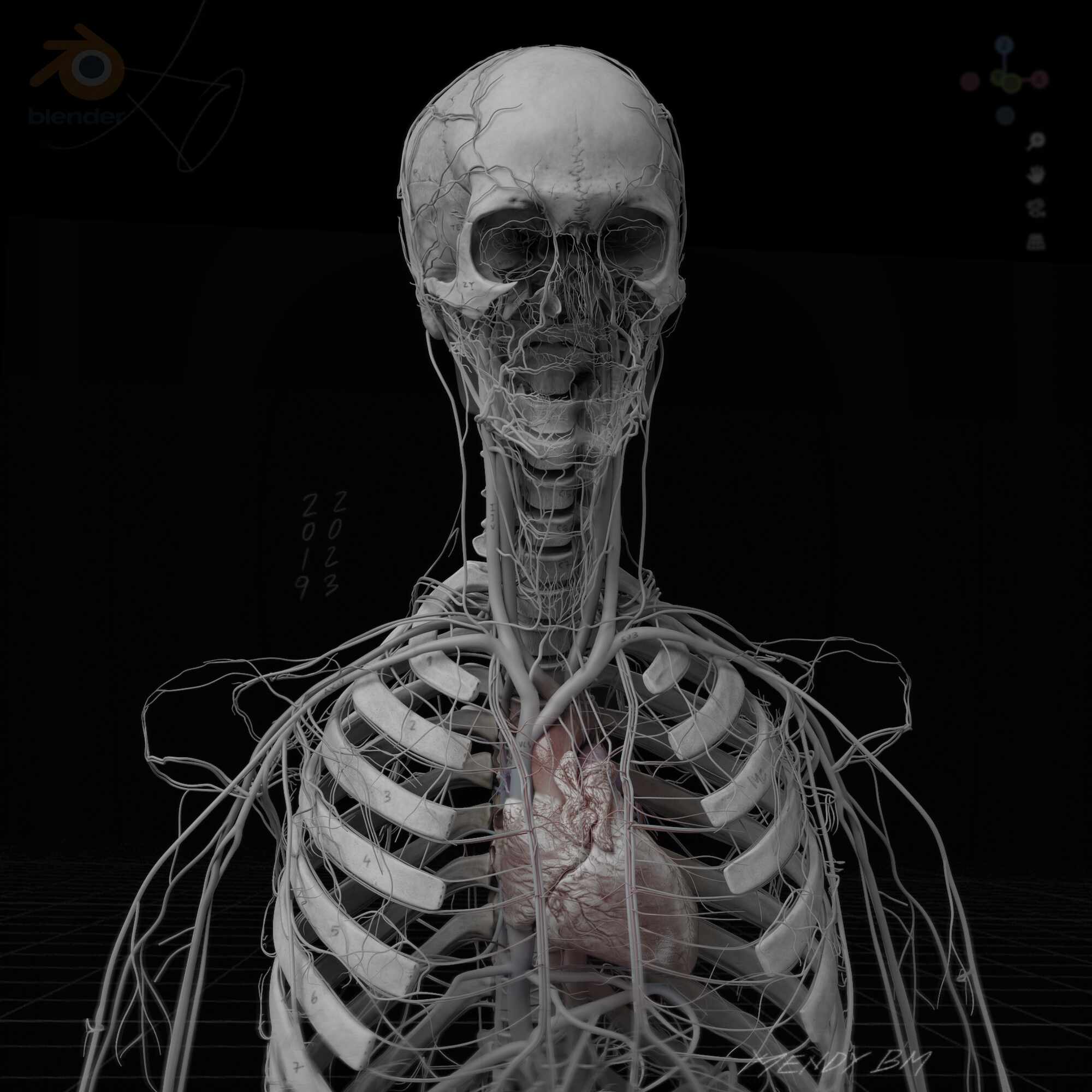 Anatomy_Digital human_vein_artery II bw1