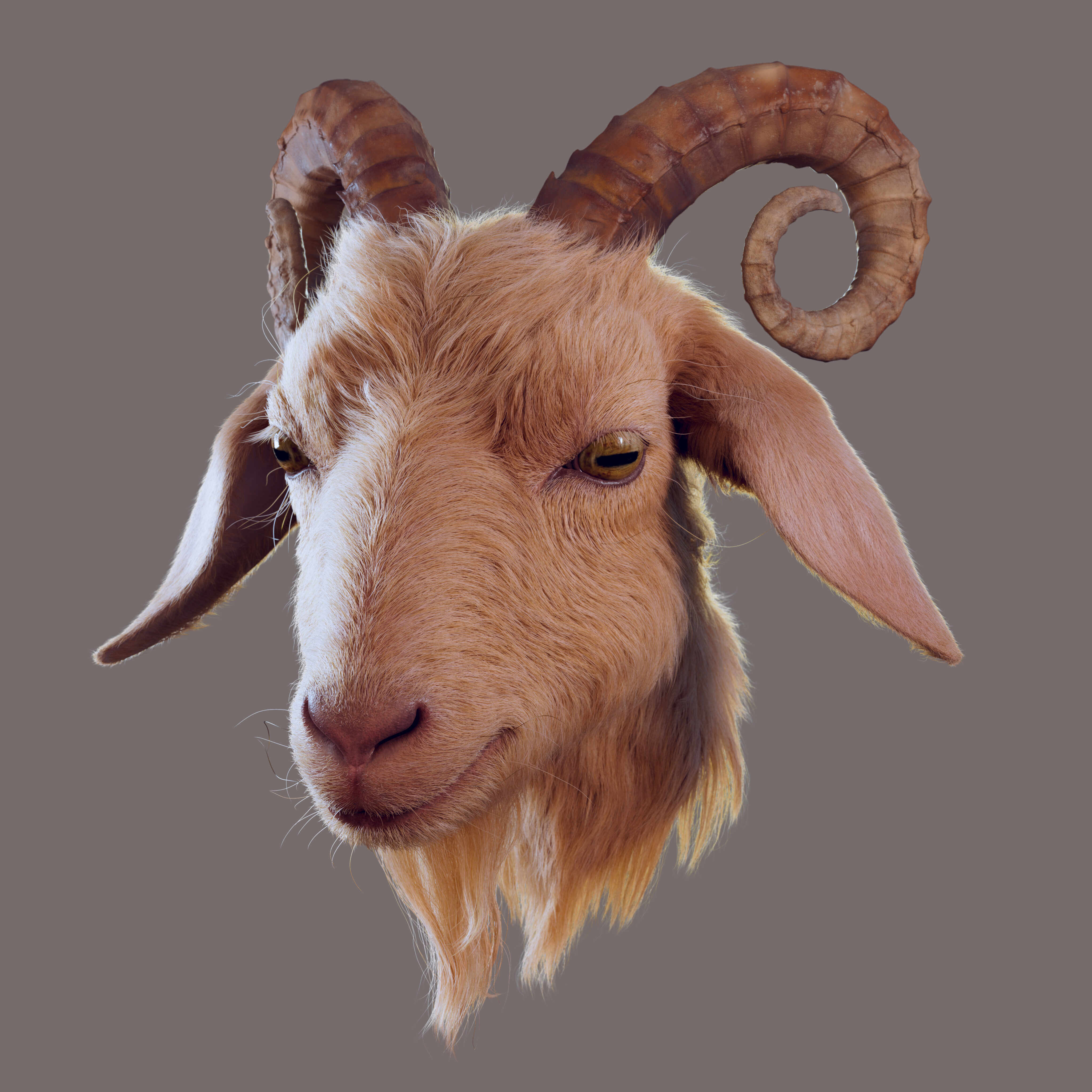 Goat_Render2_by_Vinay_Gupta