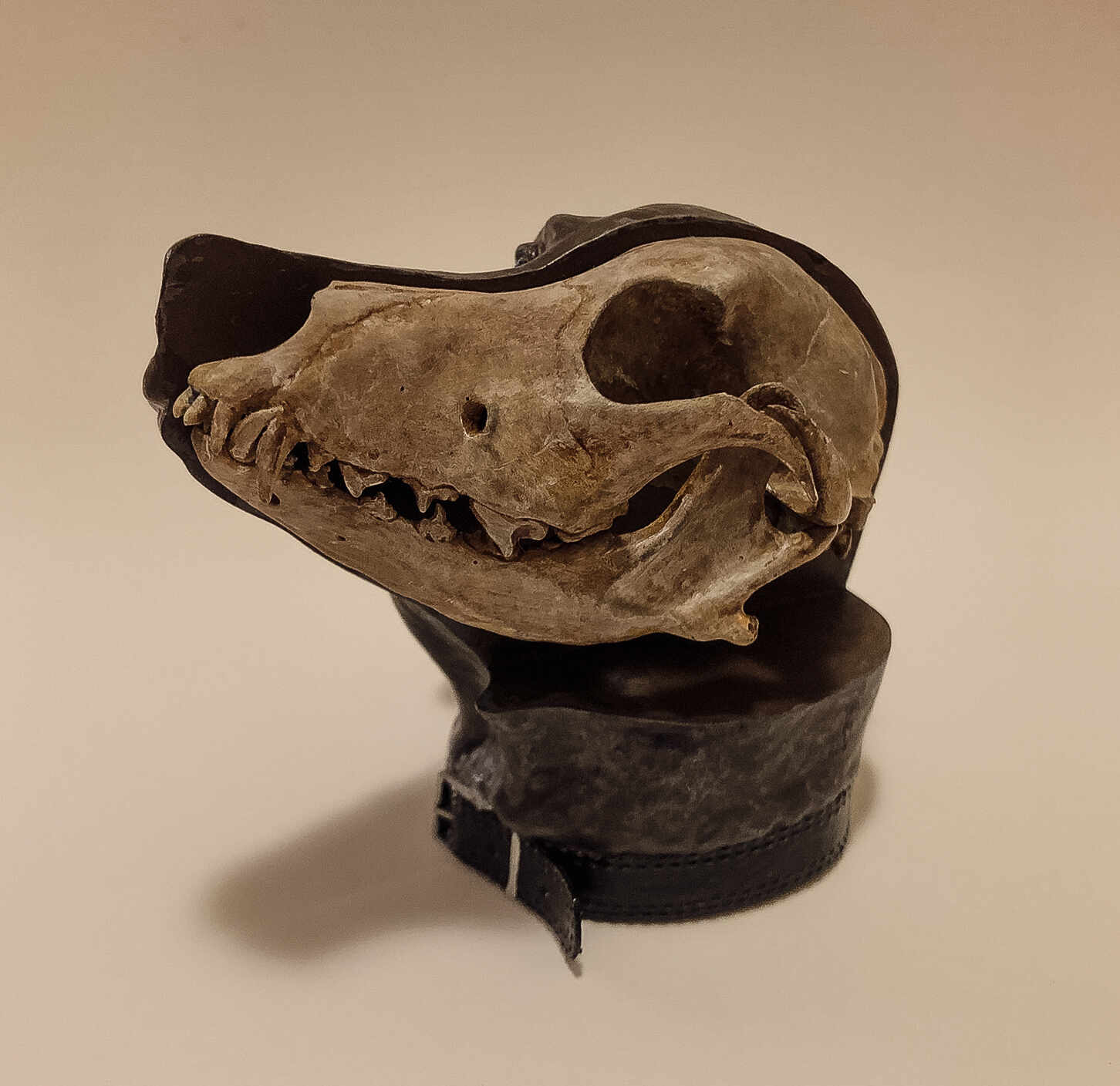 weimaraner paintjob-4