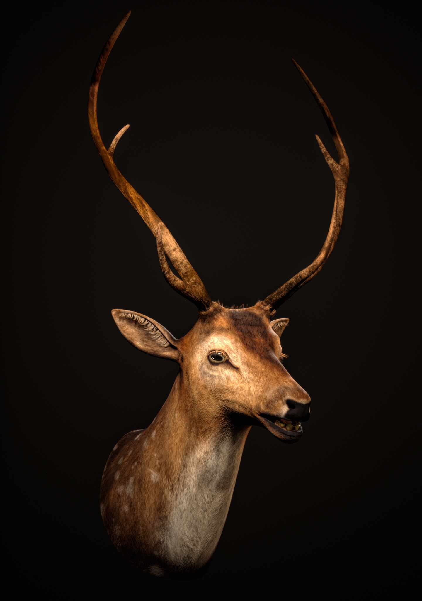 deer_003