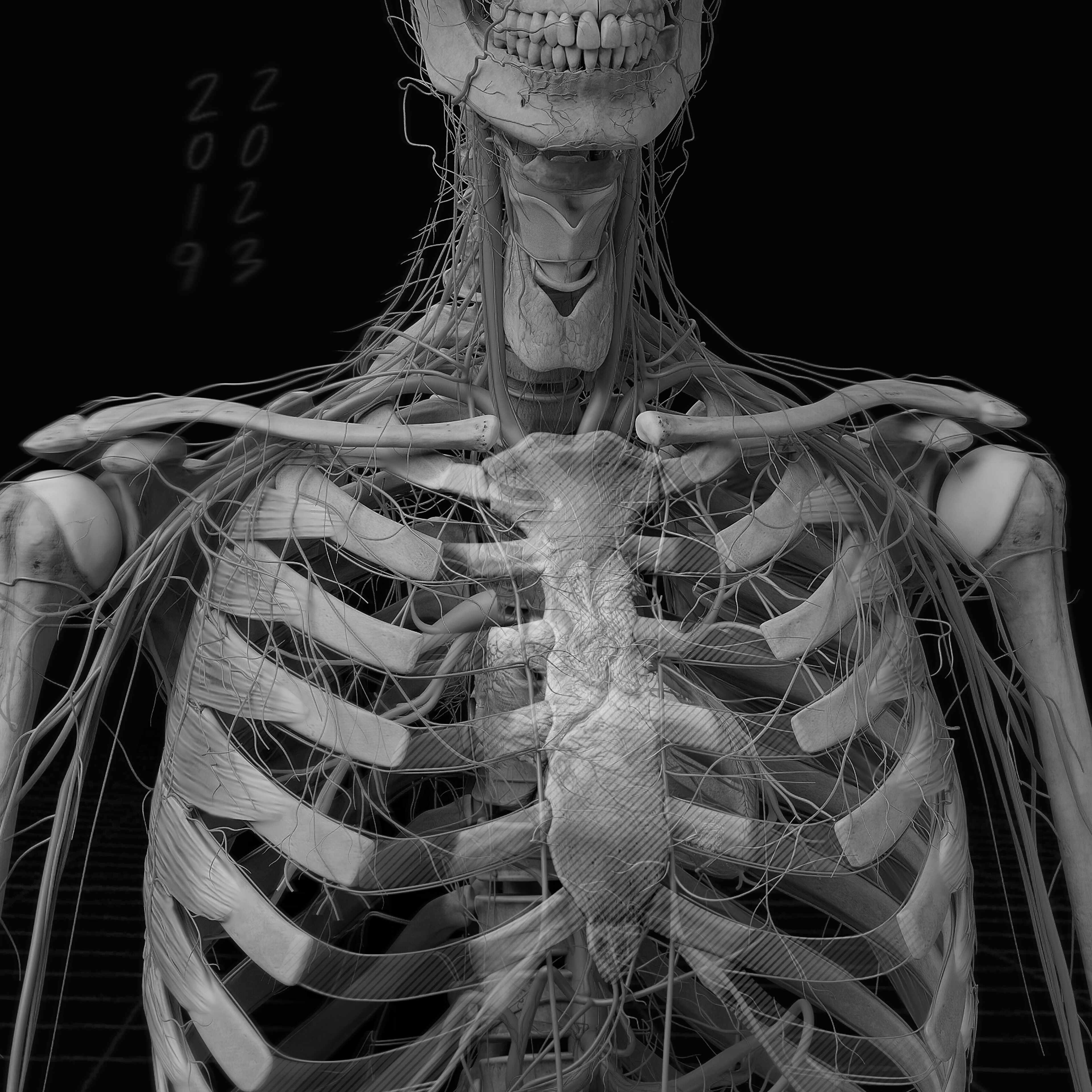 Anatomy_Digital human_artery_nerve 2 c3 1