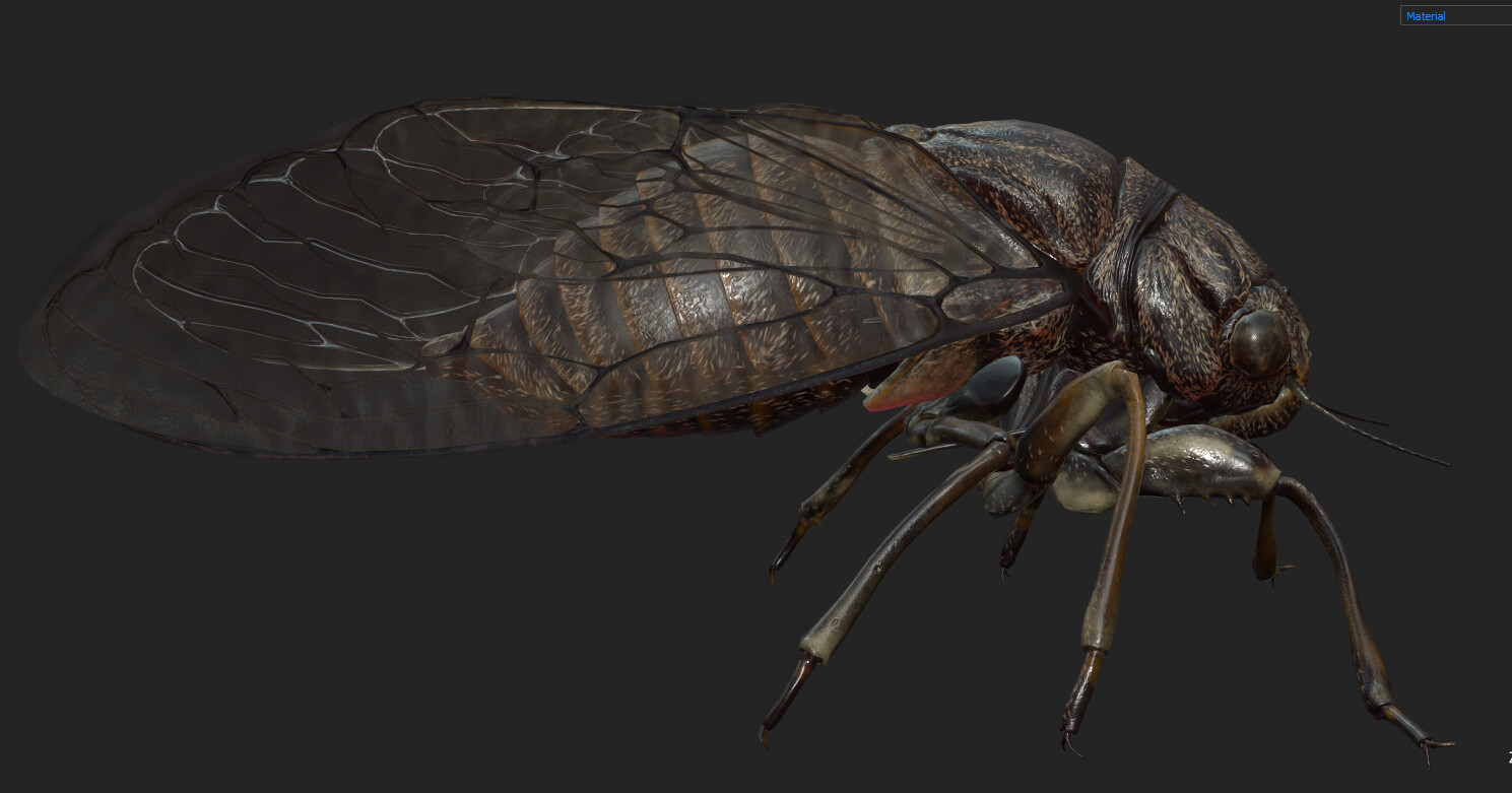 eric-keller-cicadaadult-textured-08
