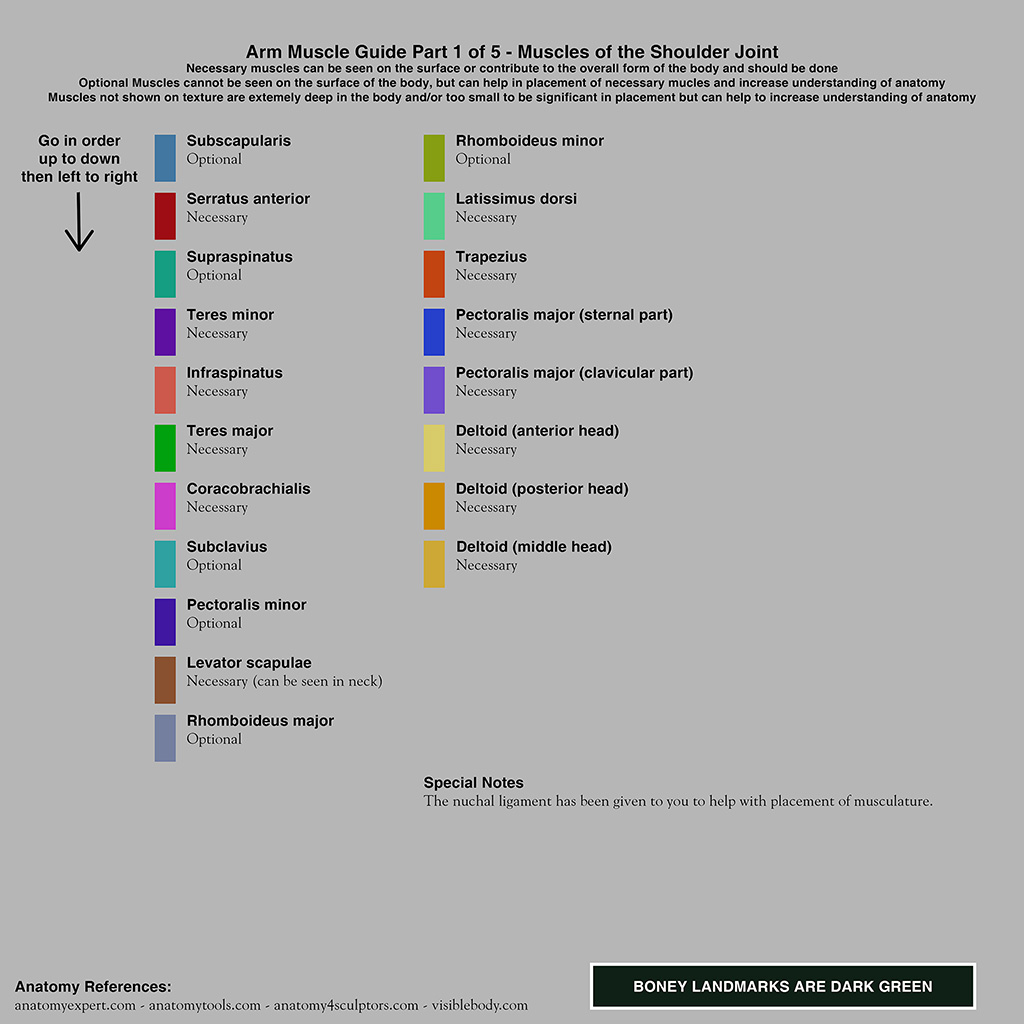 shoulder guide.jpg