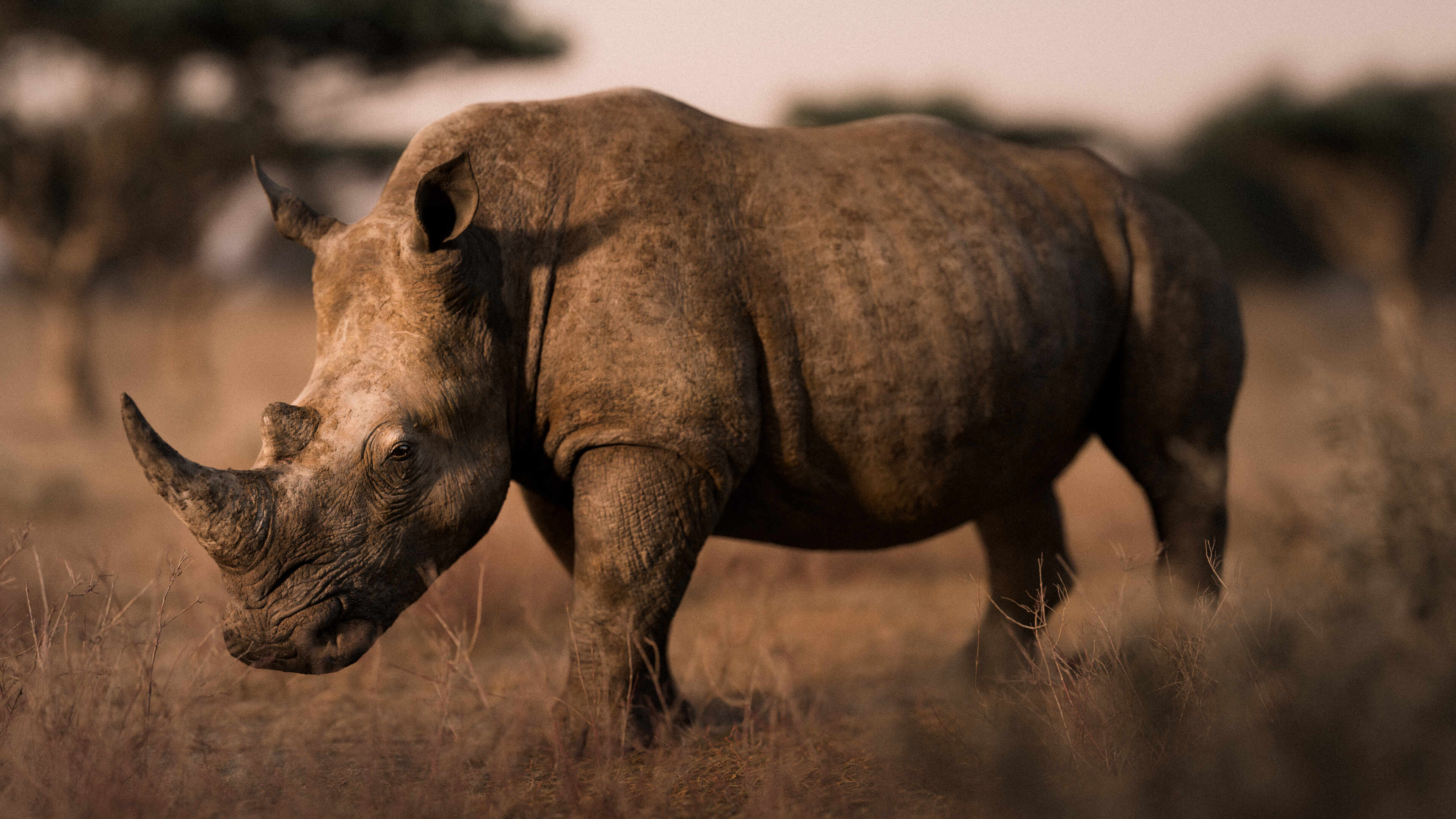 WideShot_render_v002.1117-2