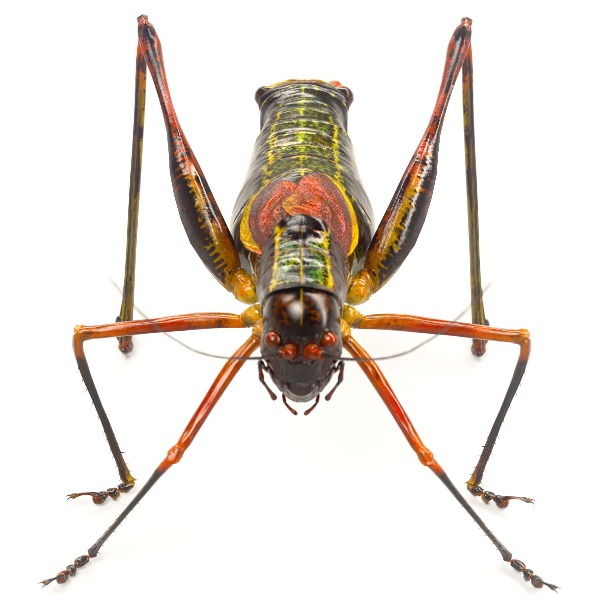 eric-keller-b-vicentinus-render-02