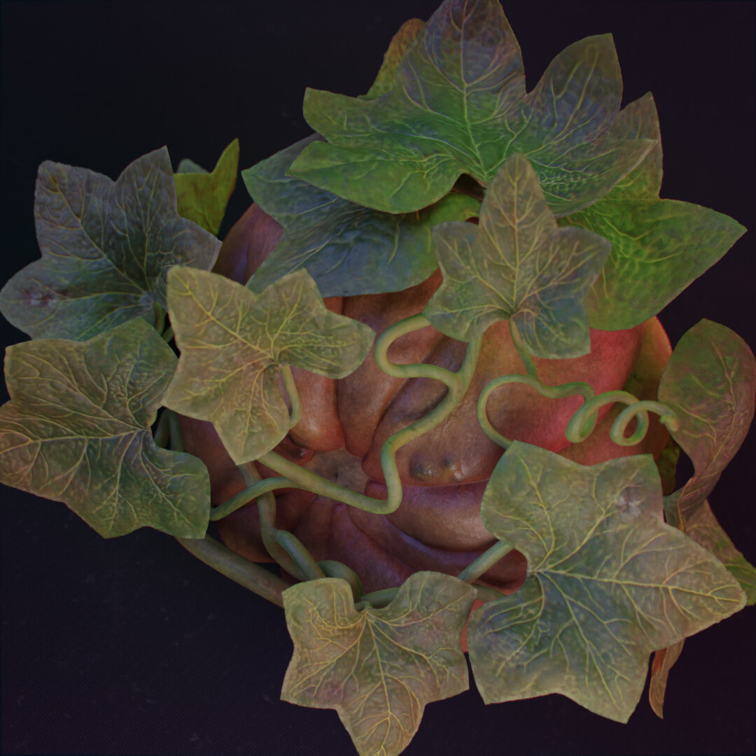 jose-david-cifuentes-ulloa-care-auyama-3