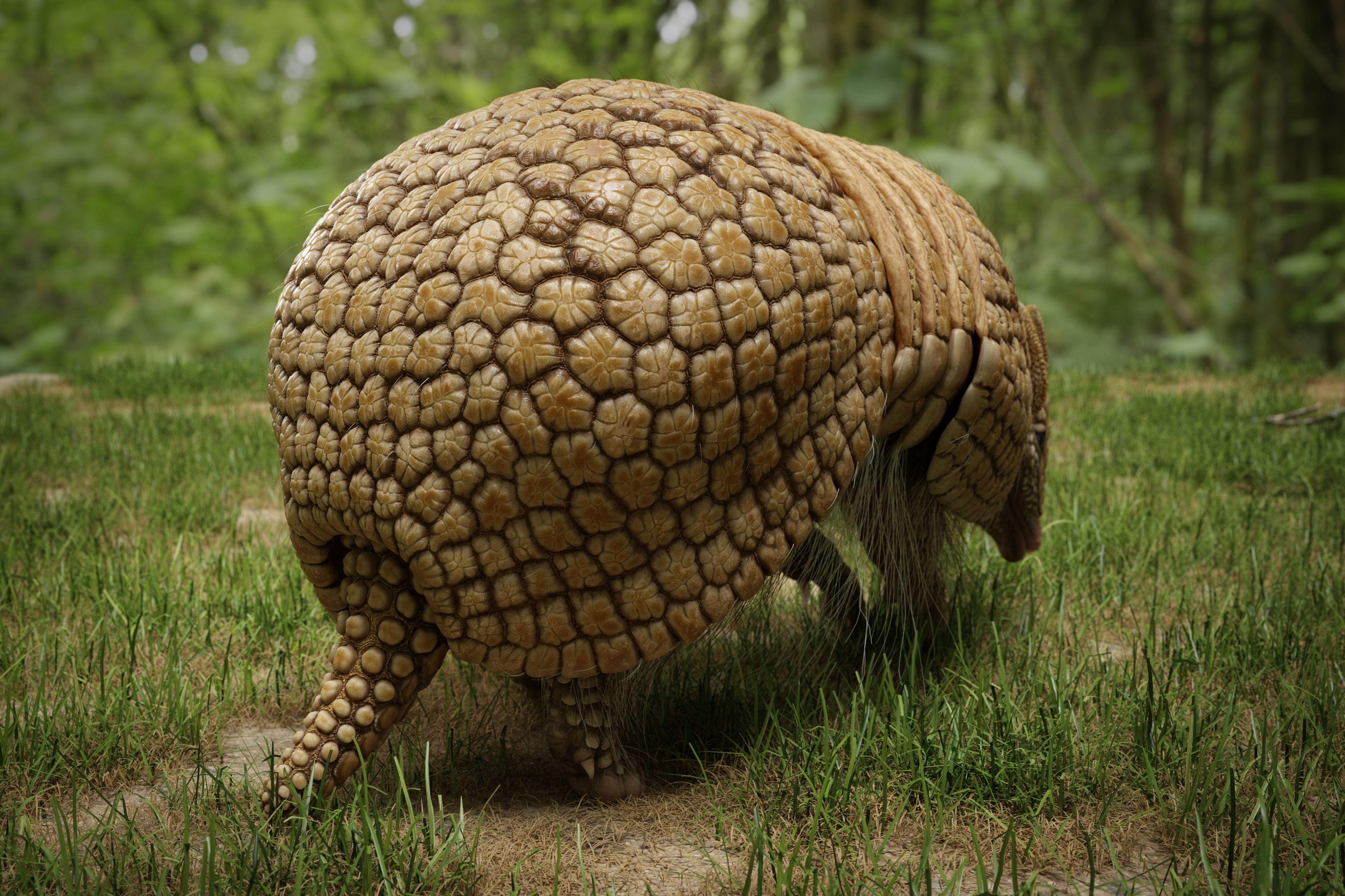 armadillo_motiv_01_0000