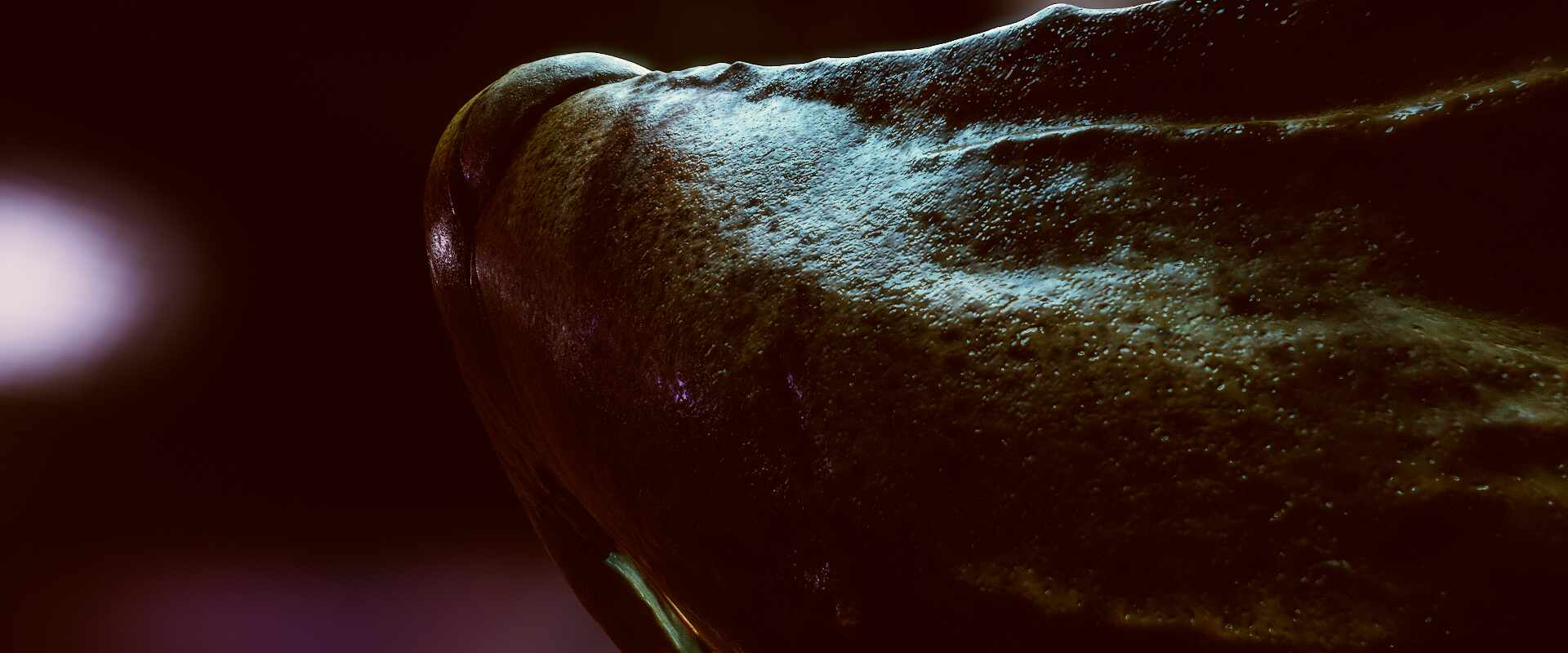 shrimp_Main Camera_FullQuality_004