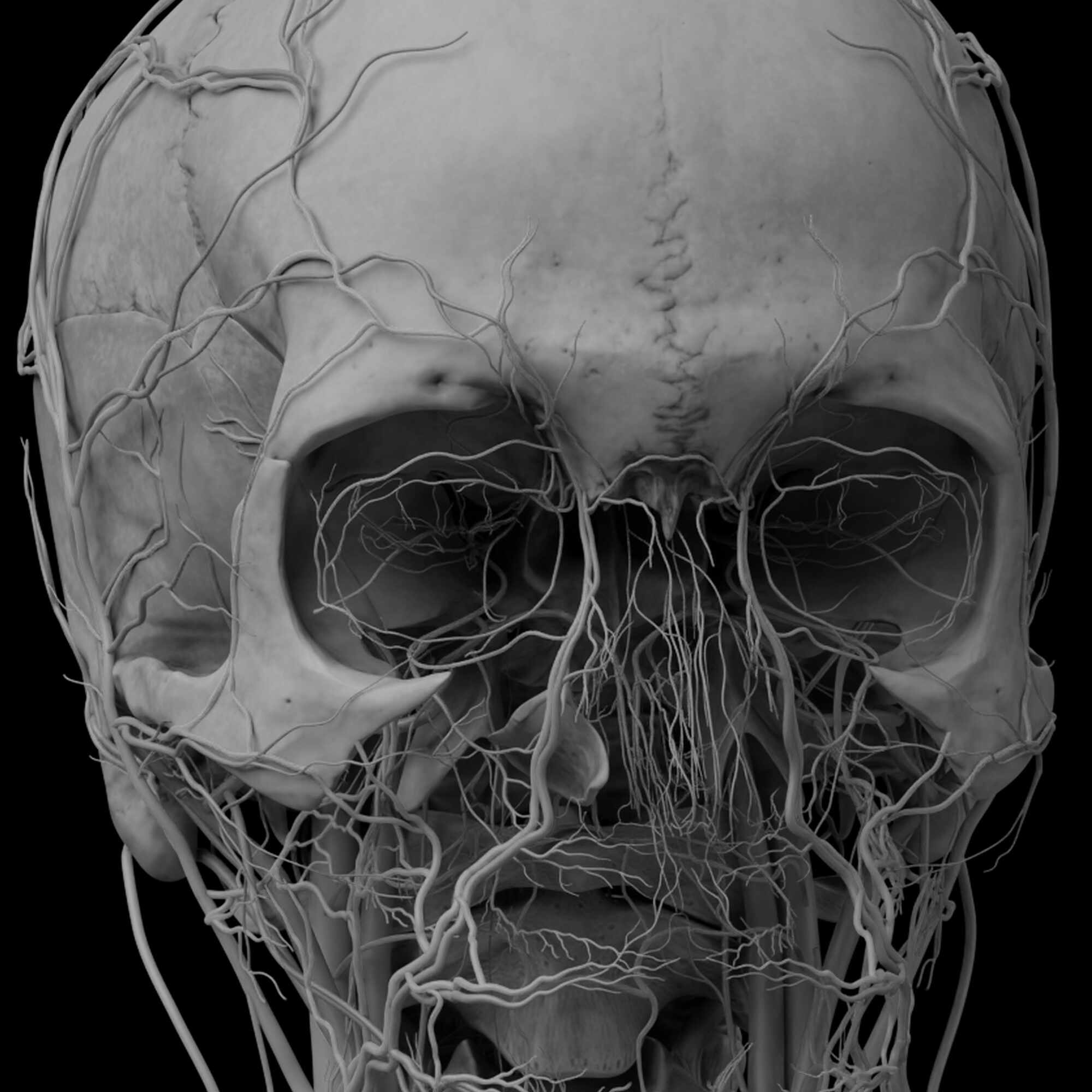 Anatomy_Digital human_vein_artery c5