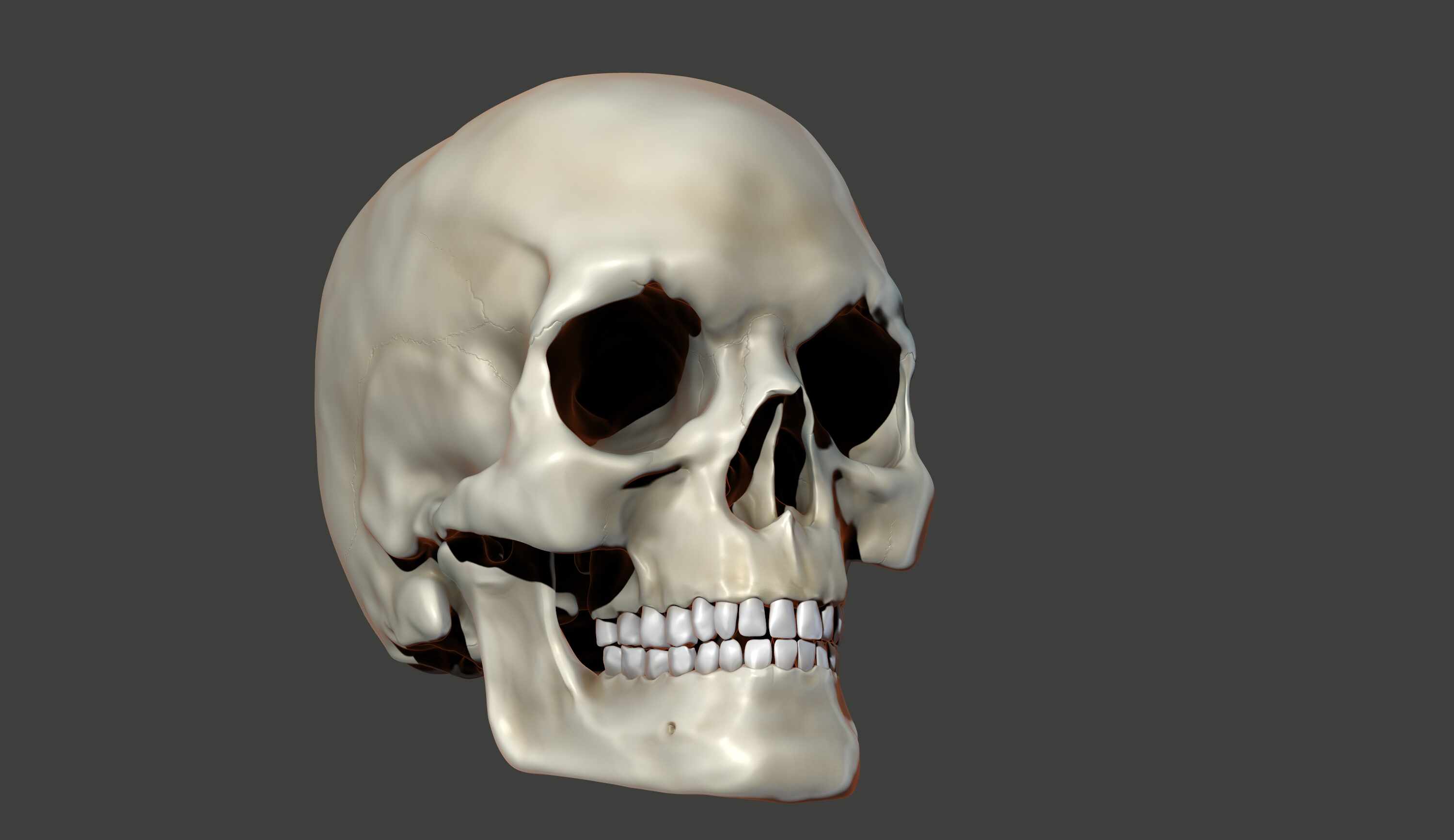 Craneo_Render_Bruto_BEST