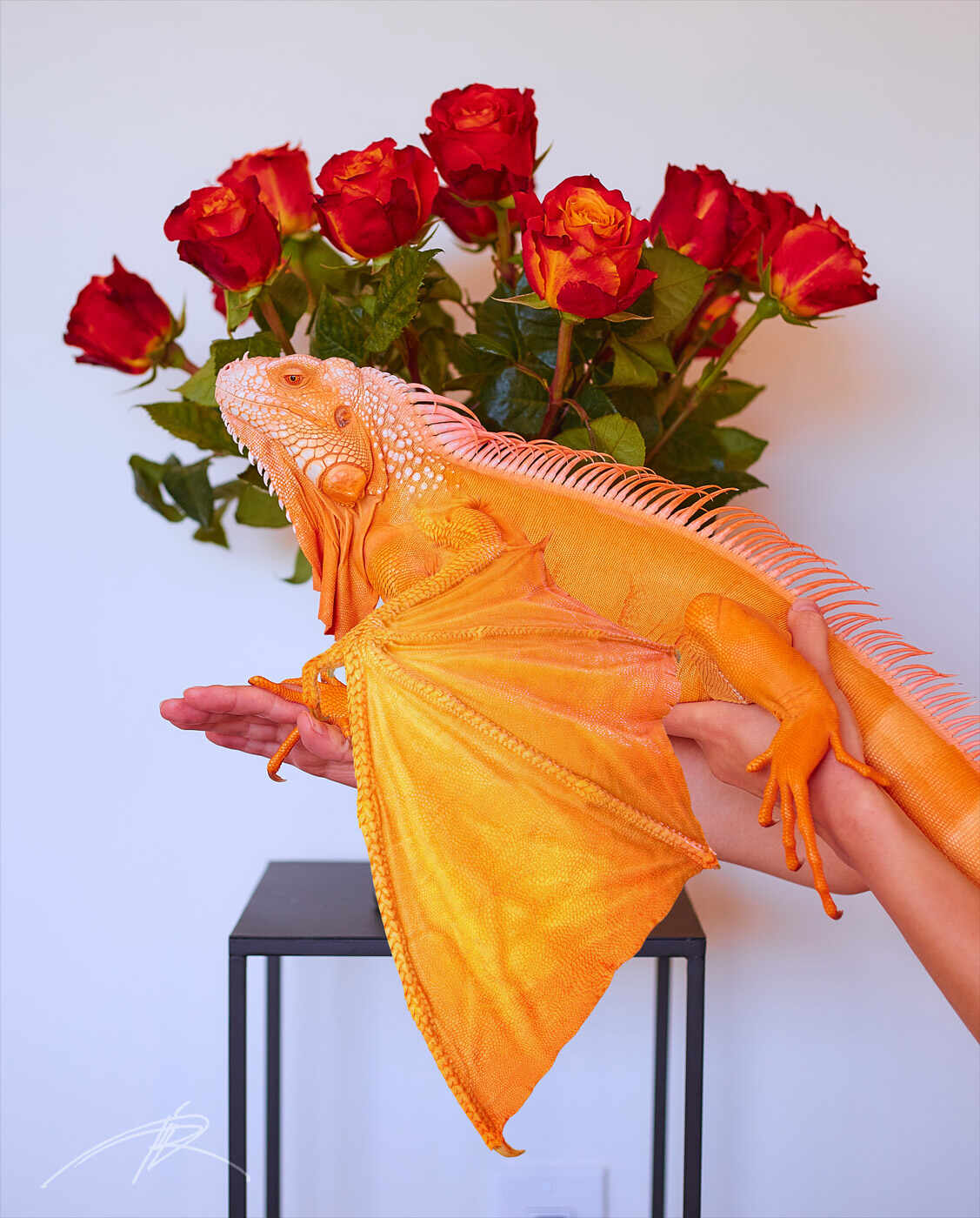 IMG_5203_red_roses_1400_vert