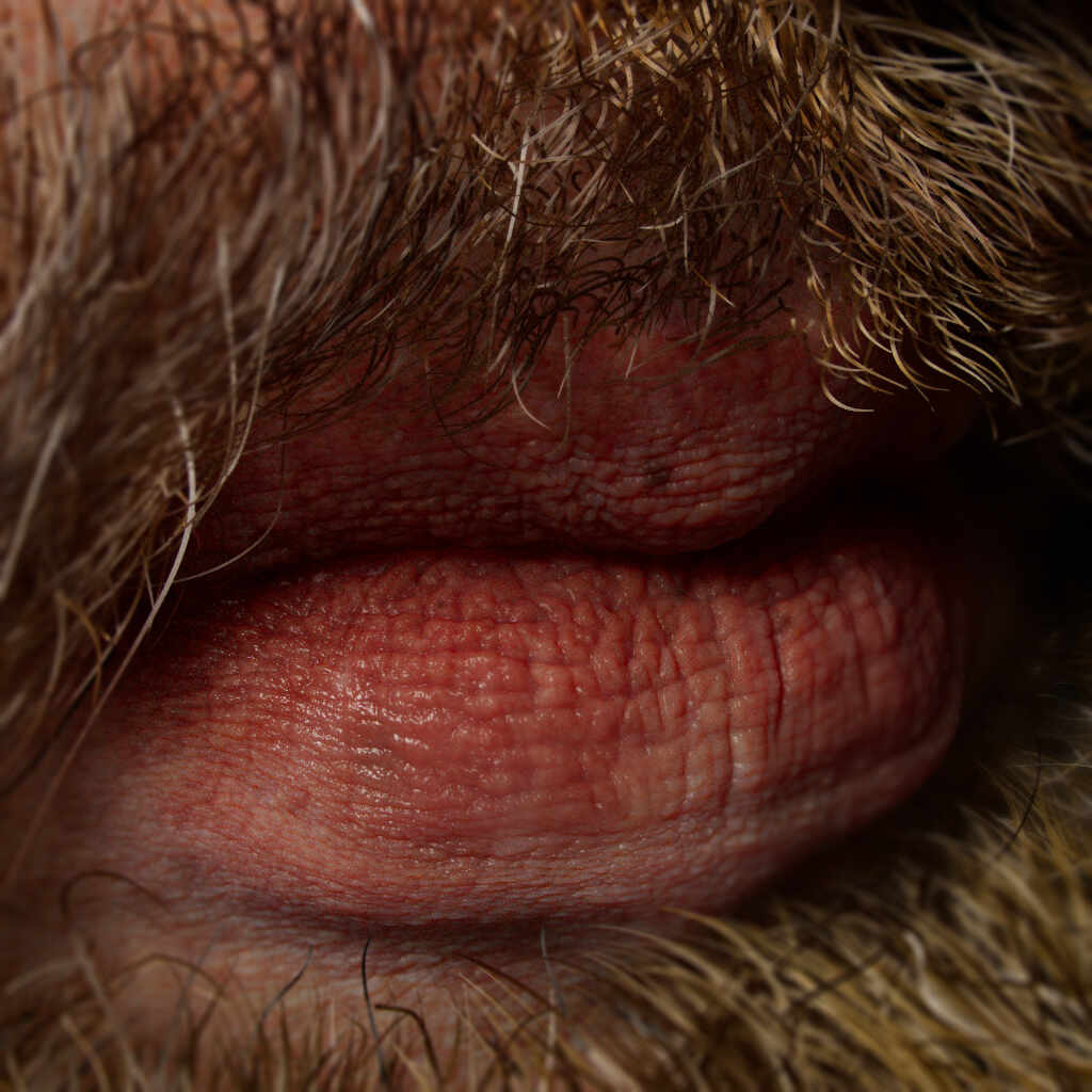 peter rubens by vahid ahamdi16