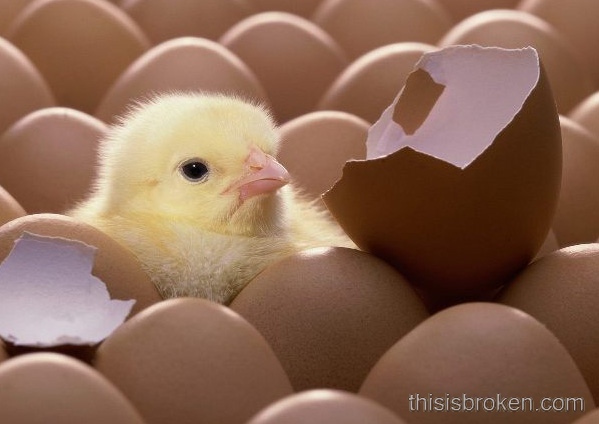 babychick.jpg